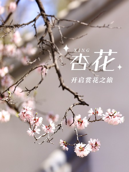 追花指南第六期！杏花雨 楊柳風 北京最美的杏花在這里