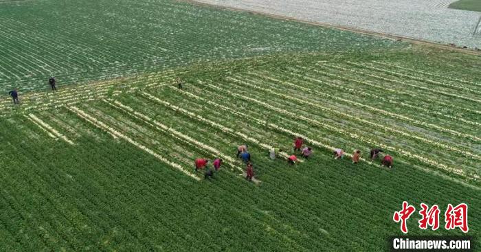 蔬菜基地工人正搶抓農(nóng)時(shí)采收蘿卜。　 彭圣洲 攝