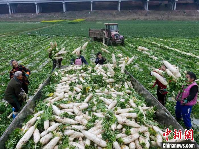 蔬菜基地工人正搶抓農(nóng)時(shí)采收蘿卜。　 汪澤民 攝