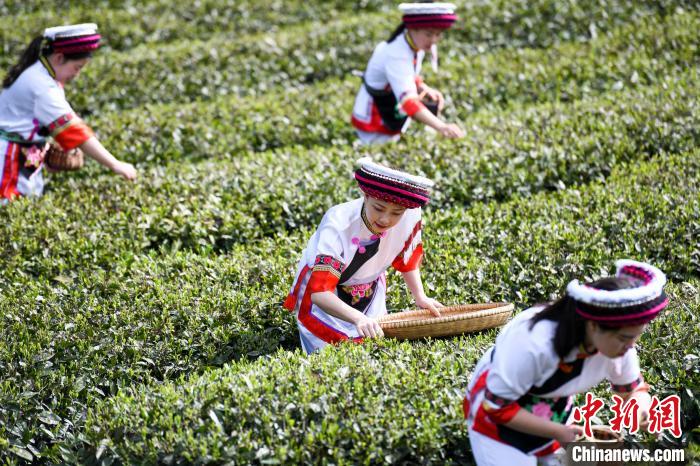 白族村民在茶園采摘?！钊A峰 攝