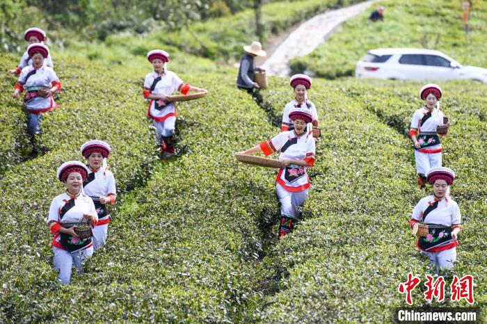 白族村民走進(jìn)茶園采摘?！钊A峰 攝