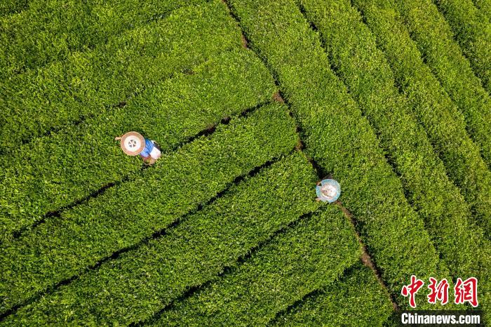茶農(nóng)正在采摘新鮮茶葉?！√普?攝