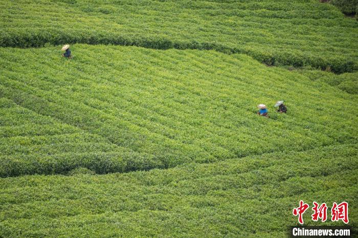 茶農(nóng)采摘谷雨茶?！√普?攝