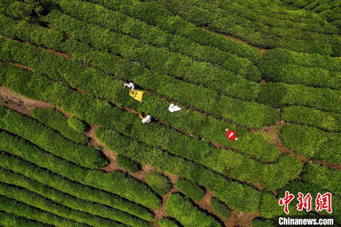 茶農(nóng)正在采摘新鮮茶葉?！√普?攝