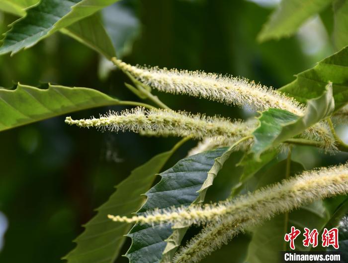 毛茸茸的栗花?！『略破?攝