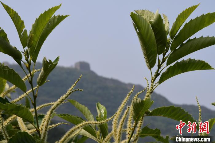 長城腳下，“栗”花盛開?！『略破?攝