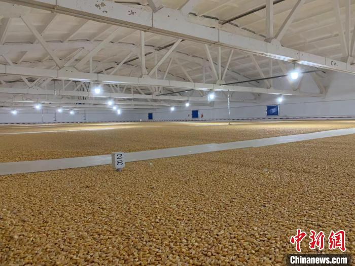 倉(cāng)內(nèi)清涼干爽、遍地金黃，上千平方米的糧食盡收眼底?！⊥趸萘?攝