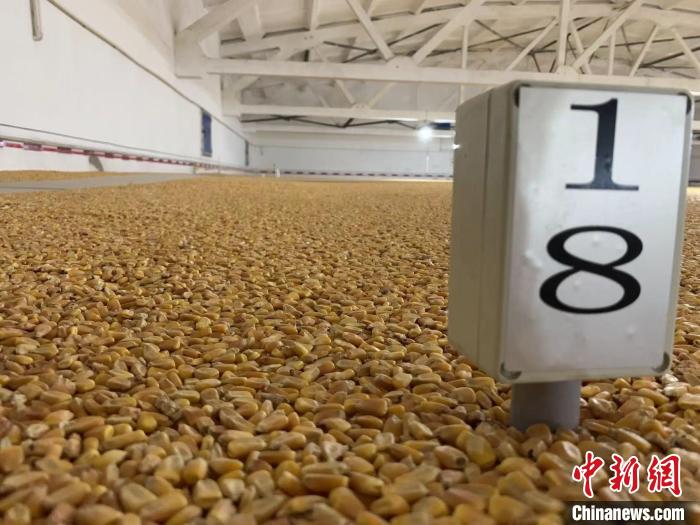 數(shù)千噸的小麥、玉米如同一塊塊被“切平”的巨型蛋糕“鑲嵌”在地面上?！⊥趸萘?攝