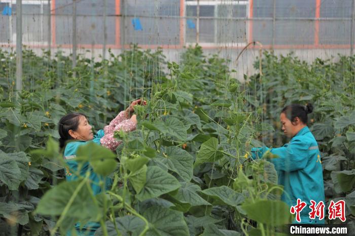 在一農企的蔬菜大棚內，拿山鎮(zhèn)溝邊村洲頭組村民羅梅華和工友給黃瓜人工授粉?！⒘?攝