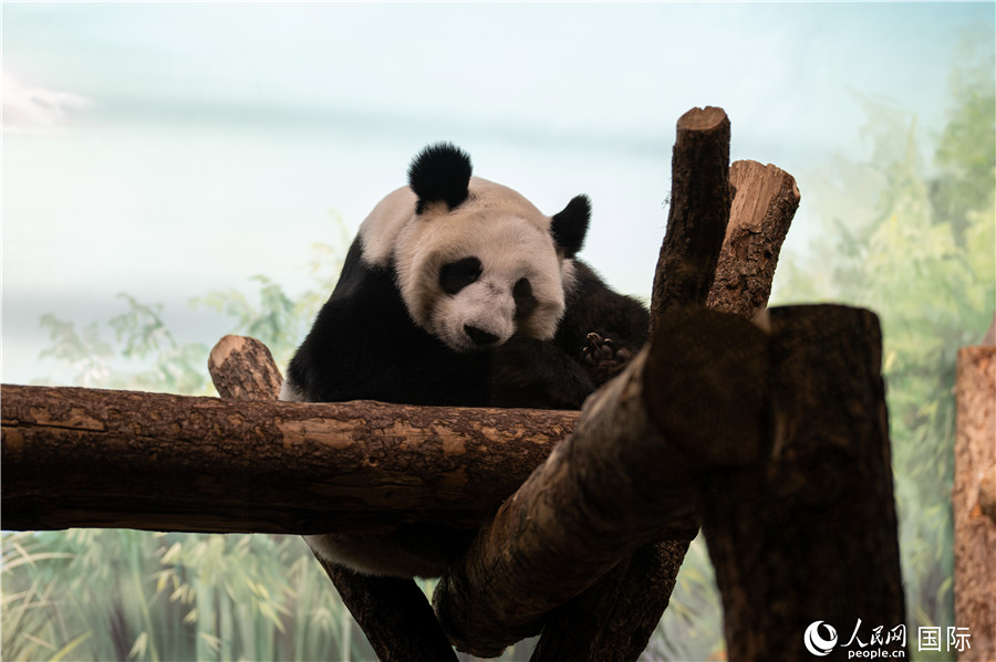 無比可愛的大熊貓“丁丁”。人民網(wǎng)記者 翁奇羽攝