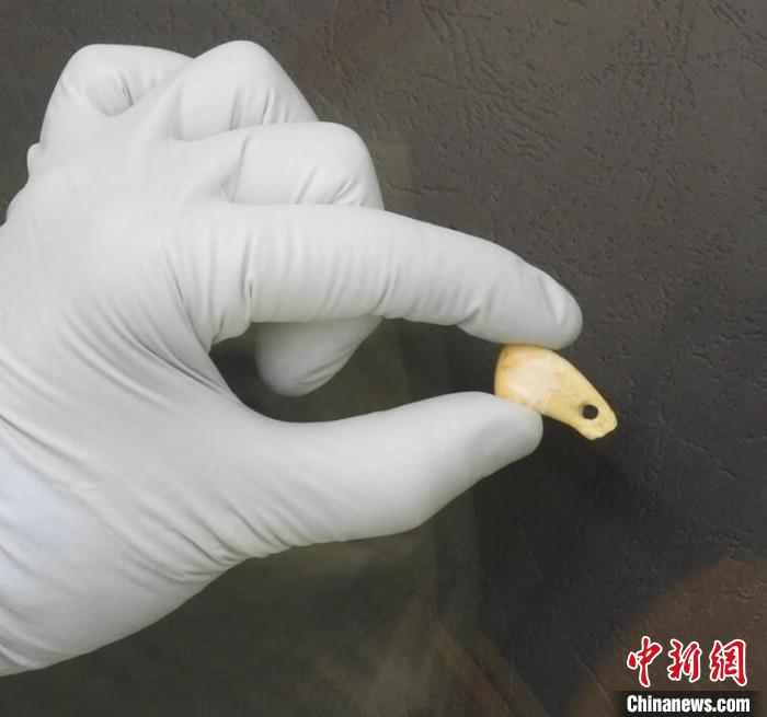 打孔鹿牙墜飾提取DNA后(圖片來自馬克斯·普朗克演化人類學(xué)研究所)?！∈┢樟指瘛ぷ匀?供圖