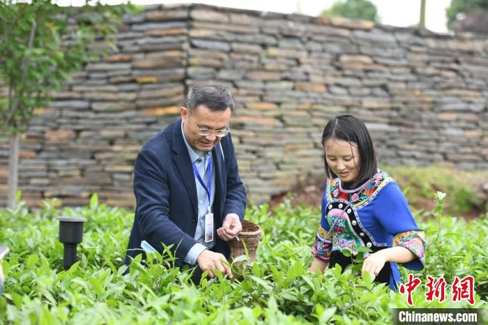 東盟國家媒體記者在辰龍關(guān)茶園采茶?！钊A峰 攝