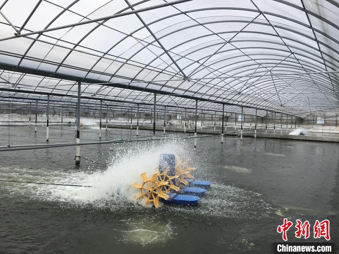 南美白對蝦養(yǎng)殖基地。　象山蝦蟹科技小院供圖