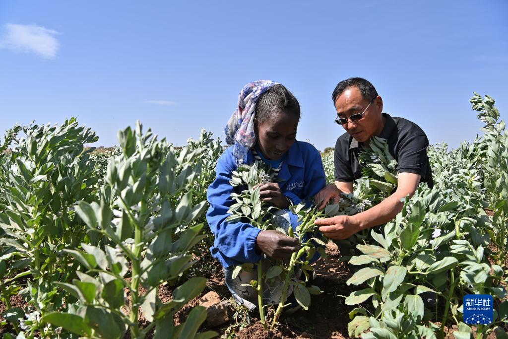 9月27日，在位于厄立特里亞阿斯馬拉的農業(yè)技術援助項目示范地，中國援厄第三期高級農業(yè)專家組豆類作物專家劉運民（右）指導當地農戶進行蠶豆作物的田間管理。新華社記者 韓旭 攝