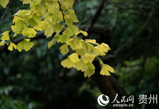 觀山湖公園秋意漸濃。人民網(wǎng) 陽(yáng)茜攝