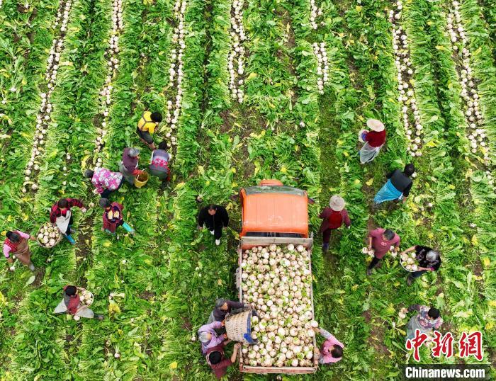 資料圖：村民在采收白蘿卜。劉永紅 攝