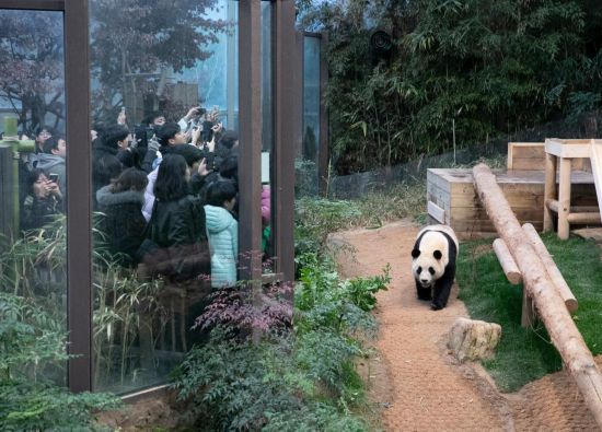 2月20日，韓國民眾在韓國愛寶樂園參觀大熊貓“福寶”。新華社記者姚琪琳攝