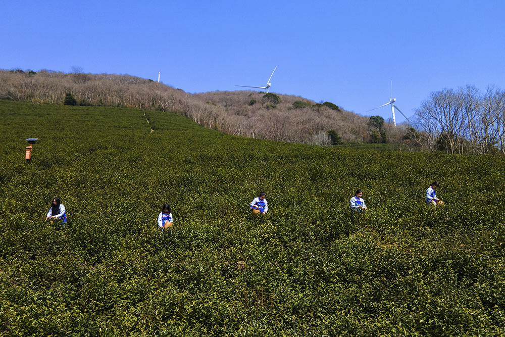 茶農(nóng)們搶抓晴好天氣采摘春茶。楊云中攝