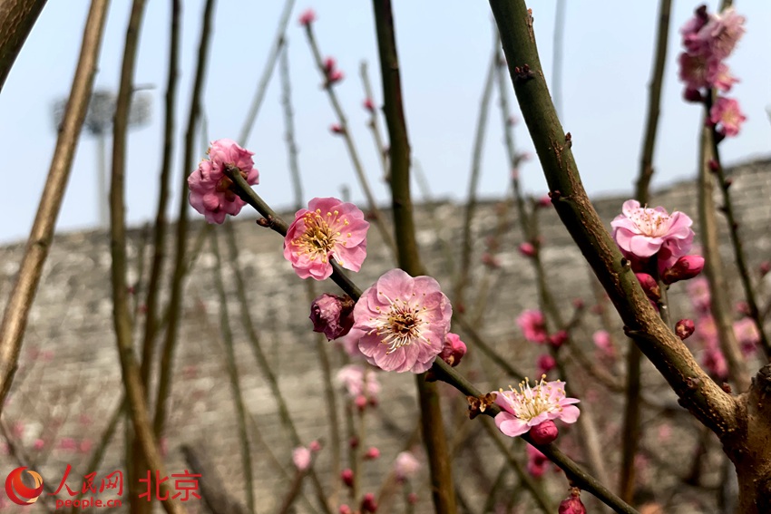 明城墻遺址公園梅花初綻。 人民網(wǎng) 池夢(mèng)蕊攝