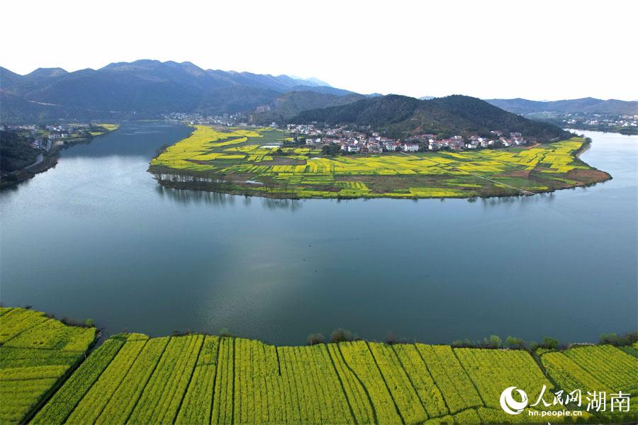 春江水暖，油菜花開。人民網(wǎng) 李芳森攝