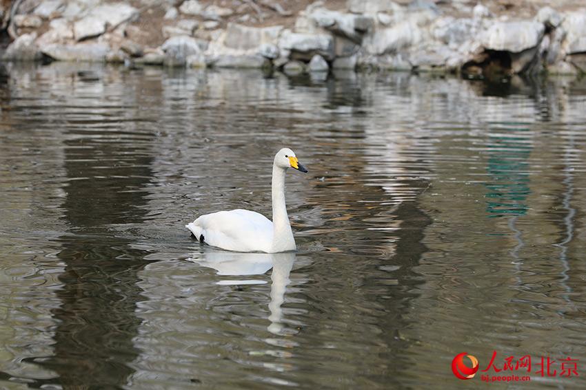 北京動(dòng)物園水禽湖上，水鳥(niǎo)游弋其中，傳遞春的消息。人民網(wǎng) 尹星云攝