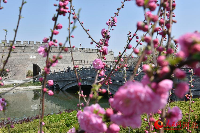 古城花開春意濃。 人民網(wǎng) 朱鵬濤攝