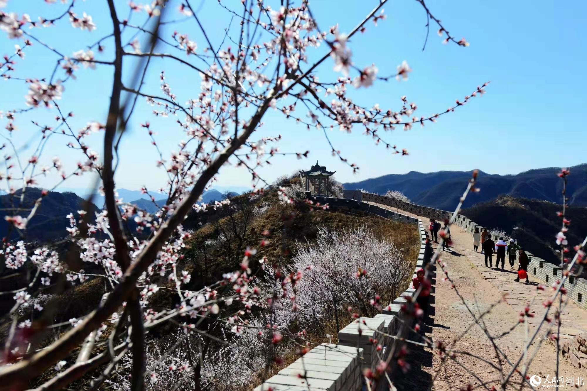 邢臺九龍峽景區(qū)鮮花盛開。 馬健攝