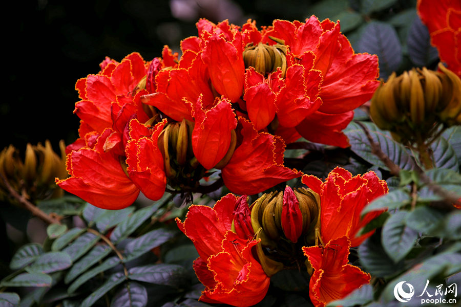 一朵朵紅花在枝葉頂端綻放。人民網(wǎng) 陳博攝