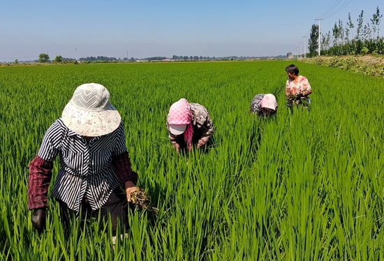 7月15日，農民在河北省玉田縣石臼窩鎮(zhèn)王家樓村稻田勞作。 張仁杰攝