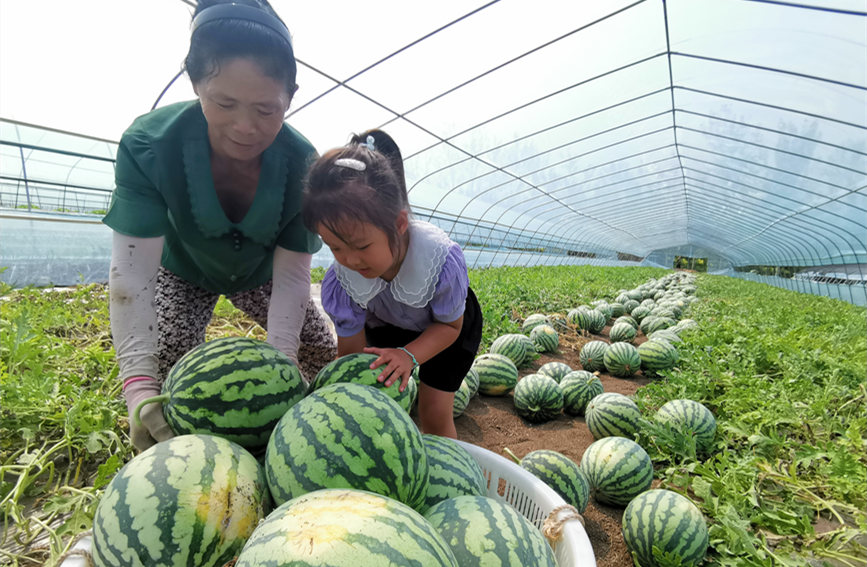 在北辰區(qū)雙街鎮(zhèn)的西瓜種植基地內(nèi)，種植農(nóng)戶們正忙著采收。陳立興攝