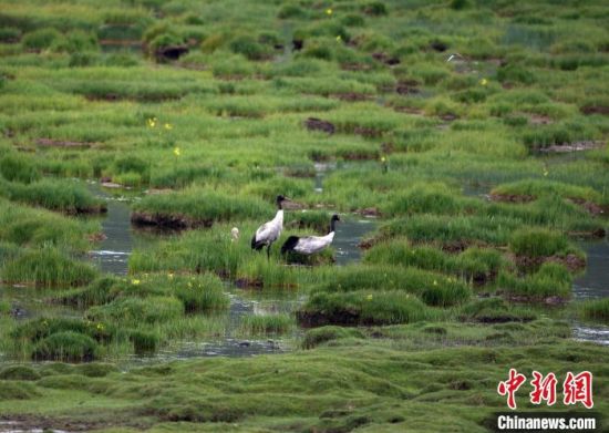 圖為祁連山國(guó)家公園青海片區(qū)內(nèi)的黑頸鶴。　祁連山國(guó)家公園青海省管理局供圖 攝