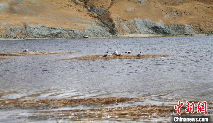 圖為瑪旁雍錯濕地棲息的水鳥?！≮w朗 攝