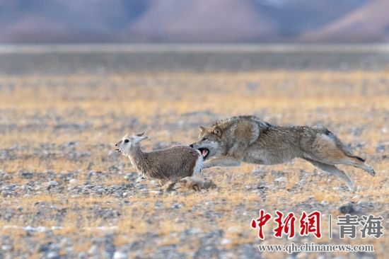 圖為獲獎(jiǎng)作品。同海元供圖