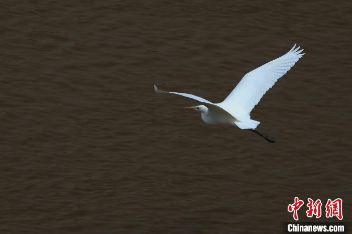 青?！澳赣H河”湟水水質(zhì)改善引鷺鳥嬉戲