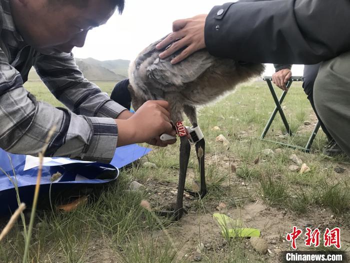 圖為研究人員為黑頸鶴佩戴GPS跟蹤設(shè)備。祁連山國家公園青海省管理局供圖