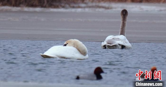 圖為疣鼻天鵝水面休憩?！∏嗪?guó)家公園觀鳥協(xié)會(huì)供圖 攝