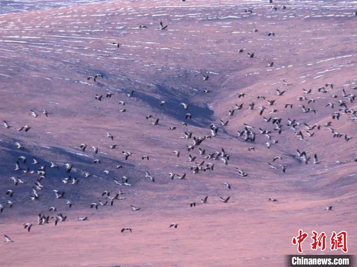 圖為黑頸鶴翔集于青海嘉塘草原上。　青海省玉樹藏族自治州稱多縣委宣傳部供圖