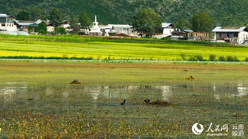 納帕海成為鳥類遷徙停留地。呂昊辰攝