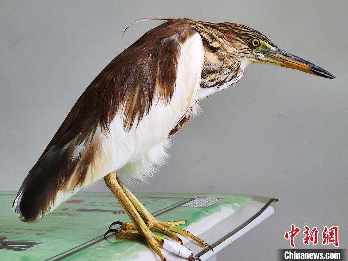 圖為被救助的國家一級重點(diǎn)保護(hù)動物池鷺?！×鴿商?攝
