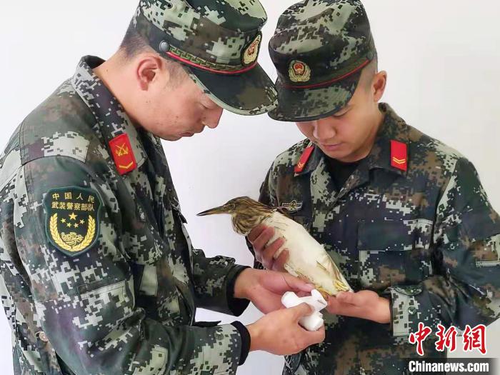圖為武警官兵正在為國家一級重點(diǎn)保護(hù)動物池鷺包扎?！×鴿商?攝
