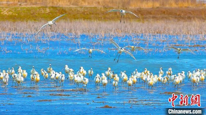 沿海濕地，鳥類天堂。　鹽城市委宣傳部供圖