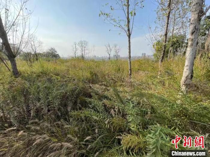 發(fā)現(xiàn)的加拿大一枝黃花。　楊波 攝