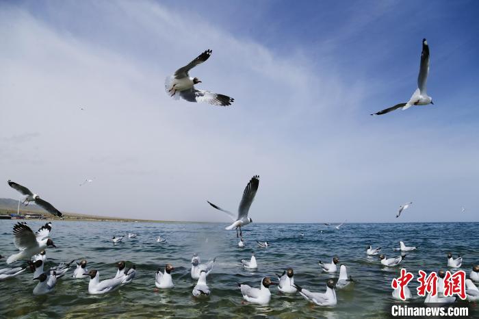 圖為水鳥在青海湖飛翔。　馬銘言 攝