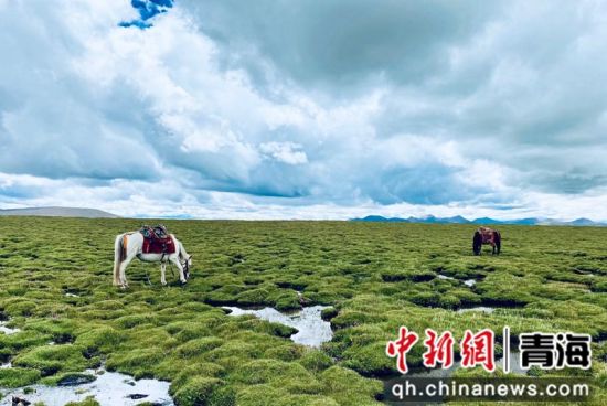 圖為長(zhǎng)江南源沼澤濕地。李江寧攝