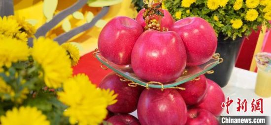 2021年10月15日，中國蘋果首屆產(chǎn)銷峰會(huì)暨甘肅平?jīng)龉焚Q(mào)易大會(huì)在平?jīng)鍪徐o寧縣開幕。(資料圖) 魏建軍 攝