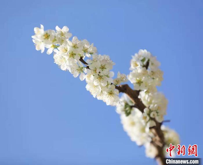 李花盛開?！『吻搴?攝