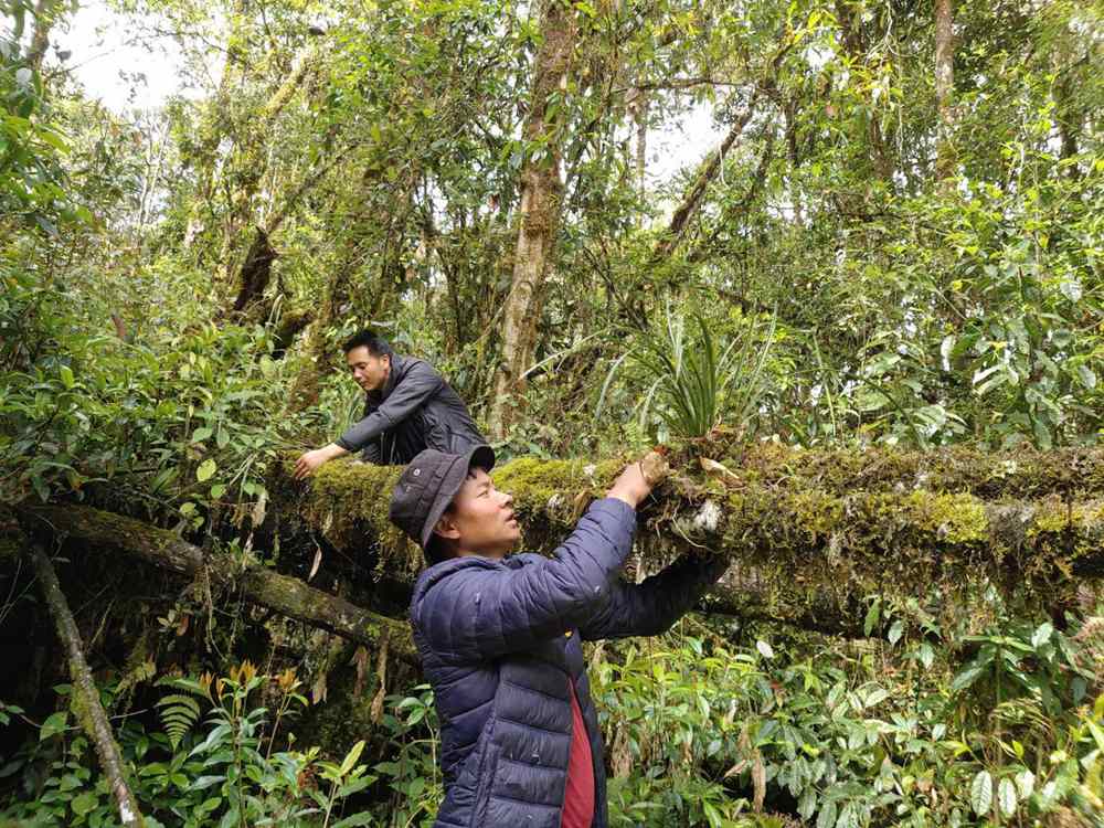 蘭花歸野。圖片由山水自然保護(hù)中心提供