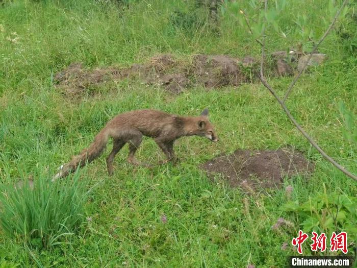 青?；ブ骄戎鷩?guó)家二級(jí)保護(hù)野生動(dòng)物赤狐