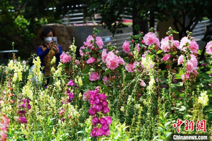 圖為市民在西寧園林植物園內(nèi)賞花拍照?！●R銘言 攝