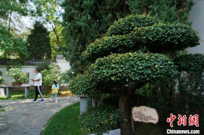 圖為在西寧園林植物園內(nèi)，造型奇特的盆景吸引市民?！●R銘言 攝